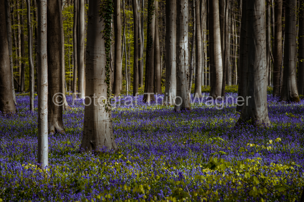 Hallerbos forest in spring with blue bluebells. Halle, Brussels District, Hallerbos, Belgium.