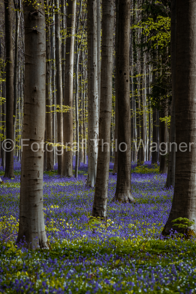 Hallerbos forest in spring with blue bluebells. Halle, Brussels District, Hallerbos, Belgium.