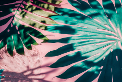 water-background-pink-aqua-texture-surface-of-ripples-transparent-palm-leaf-shadows-and-sunlight-spa-concept-background-flat-lay-top-view-copy-space-banner