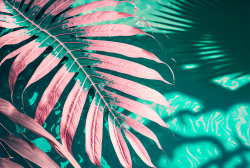 water-background-pink-aqua-texture-surface-of-ripples-transparent-palm-leaf-shadows-and-sunlight-spa-concept-background-flat-lay-top-view-copy-space-banner-3
