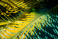 water-panoramic-banner-background-blue-aqua-texture-surface-of-ripples-rings-transparent-palm-leaf-shadows-and-sunlight-7