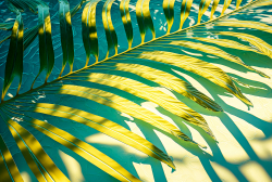 water-panoramic-banner-background-blue-aqua-texture-surface-of-ripples-rings-transparent-palm-leaf-shadows-and-sunlight-9