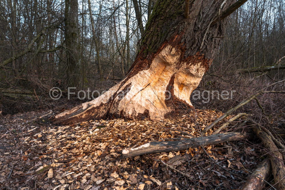 Oak tree that was eaten by the beaver in the Bavarian Forest, Bavaria, Germany