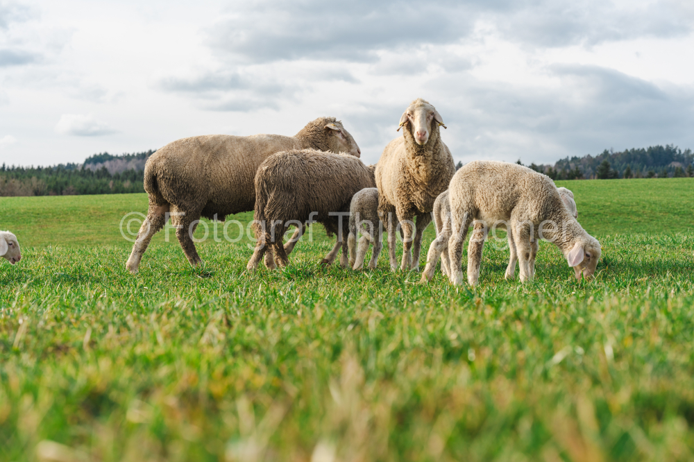 Sheep on a green meadow in the Bavarian Forest.