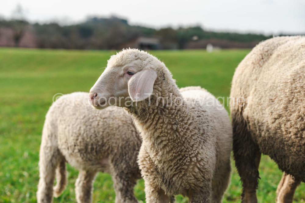 Sheep in a meadow in the countryside in springtime.