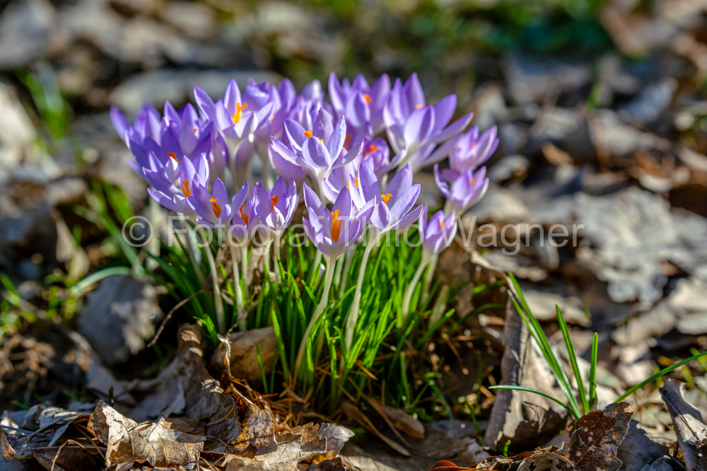 Autumn crocus on a background with autumn leaves in spring