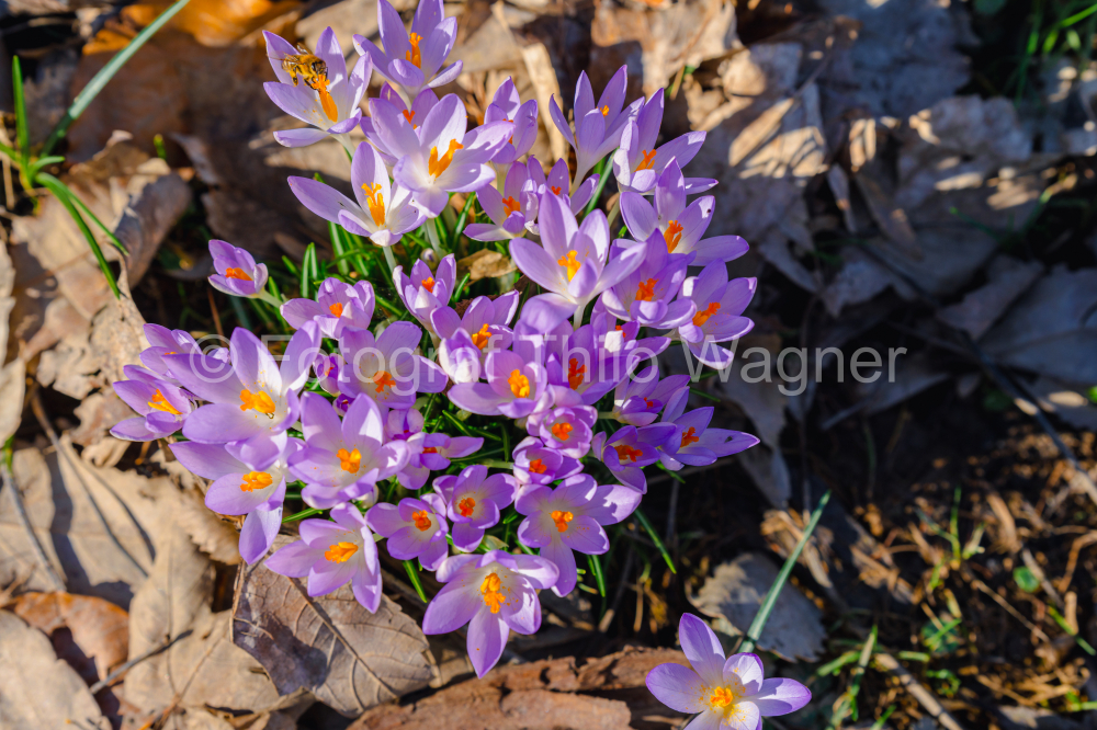 Autumn crocus flowers in spring in the nature of Bavaria. Climate, environment and nature conservation concept