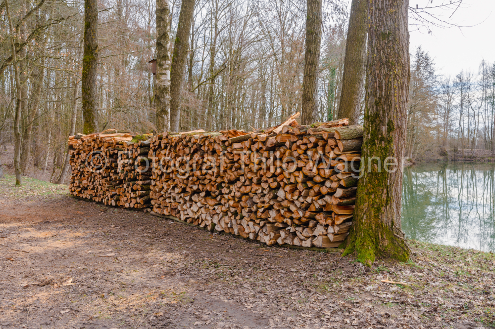 Firewood stacked on top of each other in a forest in spring