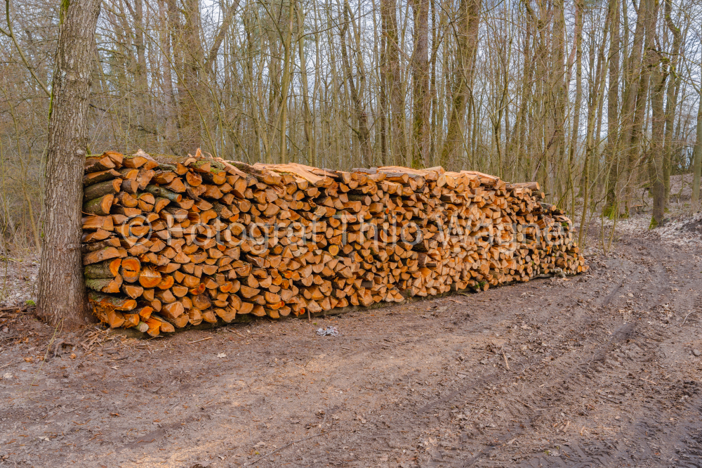 Firewood stacked on top of each other in a forest in spring