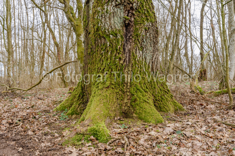 Old oak tree with moss in the forest. Early spring in the forest.