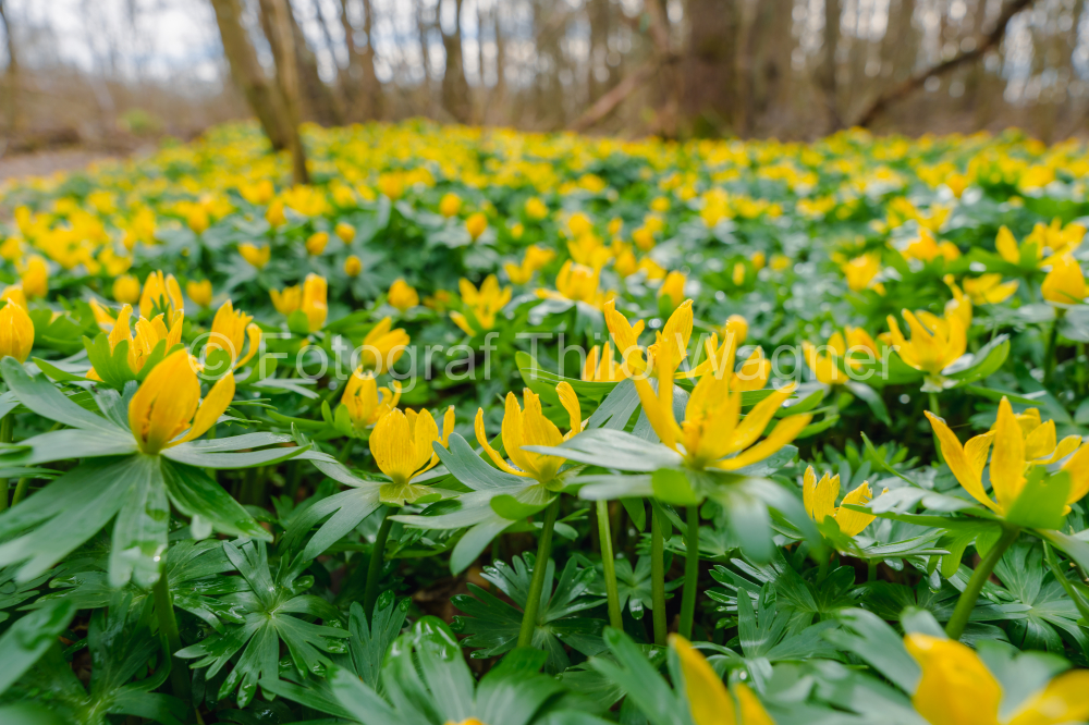 Anemone (Eranthis hyemalis) in spring in the forest of Bavaria Germany. First spring flowers.