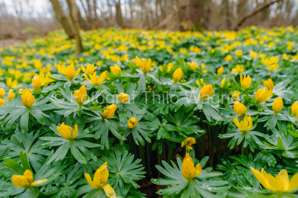 Winter aconite (Eranthis hyemalis) blooming in the forest