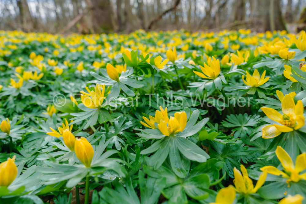 Anemone (Eranthis hyemalis) in spring in the forest of Bavaria Germany. First spring flowers.