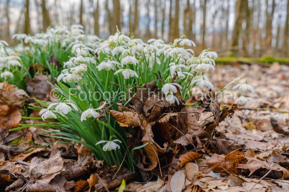 White snowdrop flowers blooming in the forest in early spring.