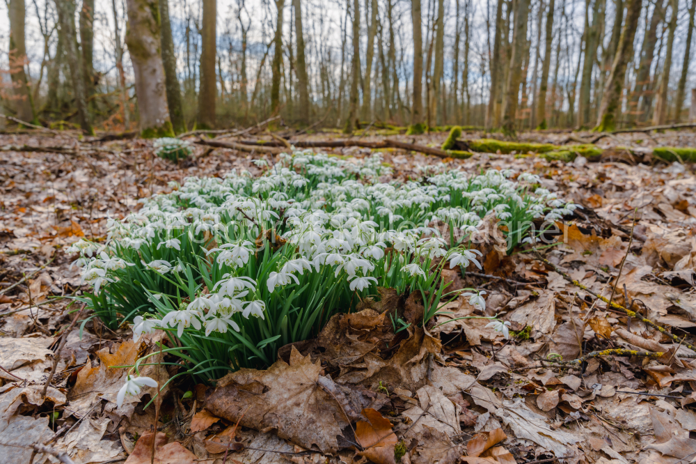 White snowdrop flowers blooming in the forest in early spring.