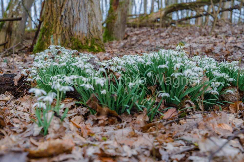 Snowdrops (Galanthus nivalis) in the forest. Early spring in Europe.