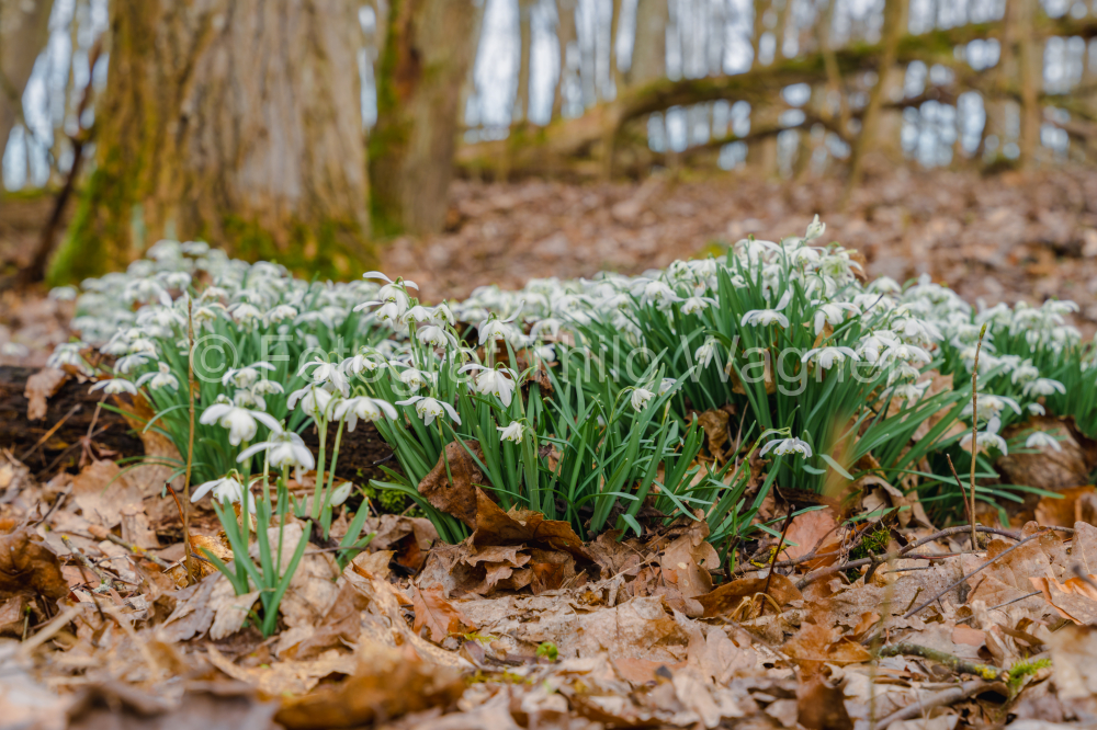 Snowdrops (Galanthus nivalis) in the forest. Early spring in Europe.