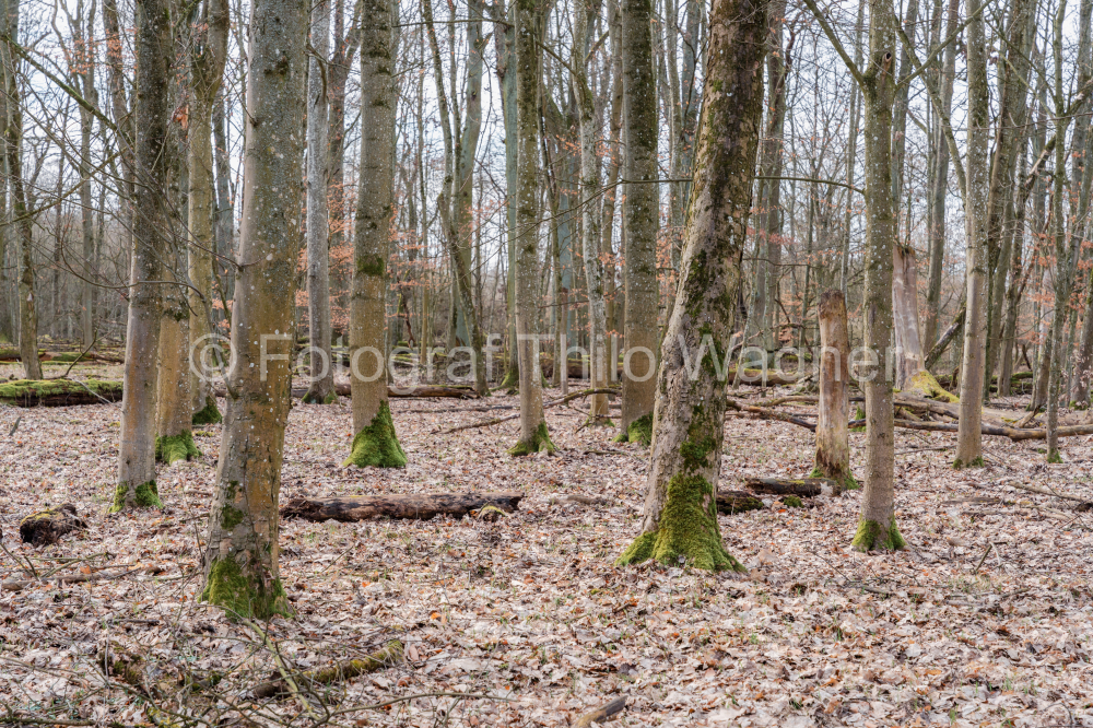 Old beeches in the forest. Early spring in the forest of Bavaria Germany.