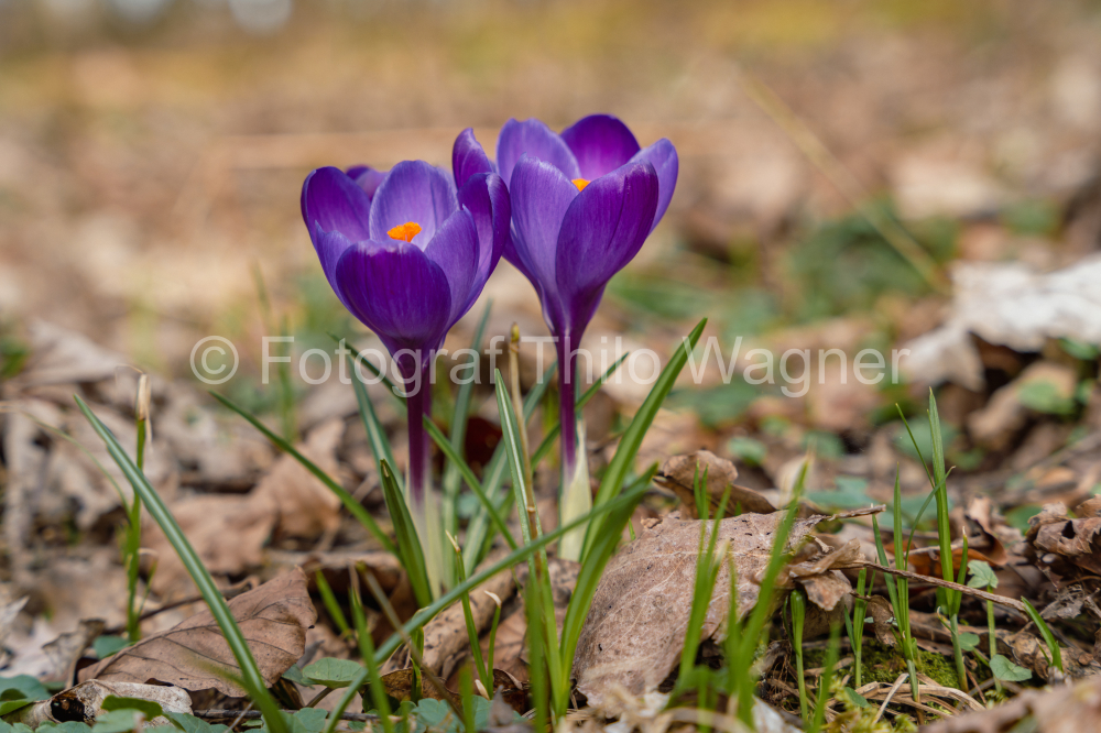 Purple crocus flowers blooming in early spring in the forest
