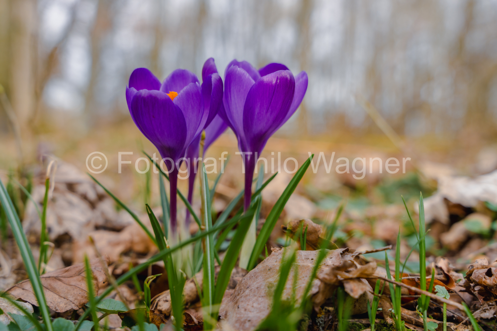 Purple crocus flowers in the forest of Bavaria Germany. First spring flowers.