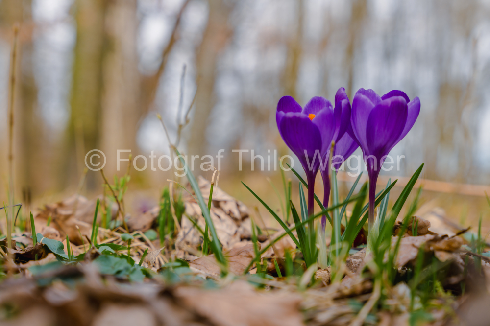 Purple crocus flowers in the forest of Bavaria Germany. First spring flowers.