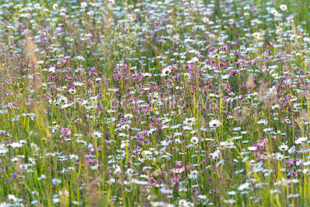 Wildflower meadow with white flowering daisies, herbaceous plants and grass in the nature of Bavaria Germany. Concept for the environment and nature conservation in Europe.