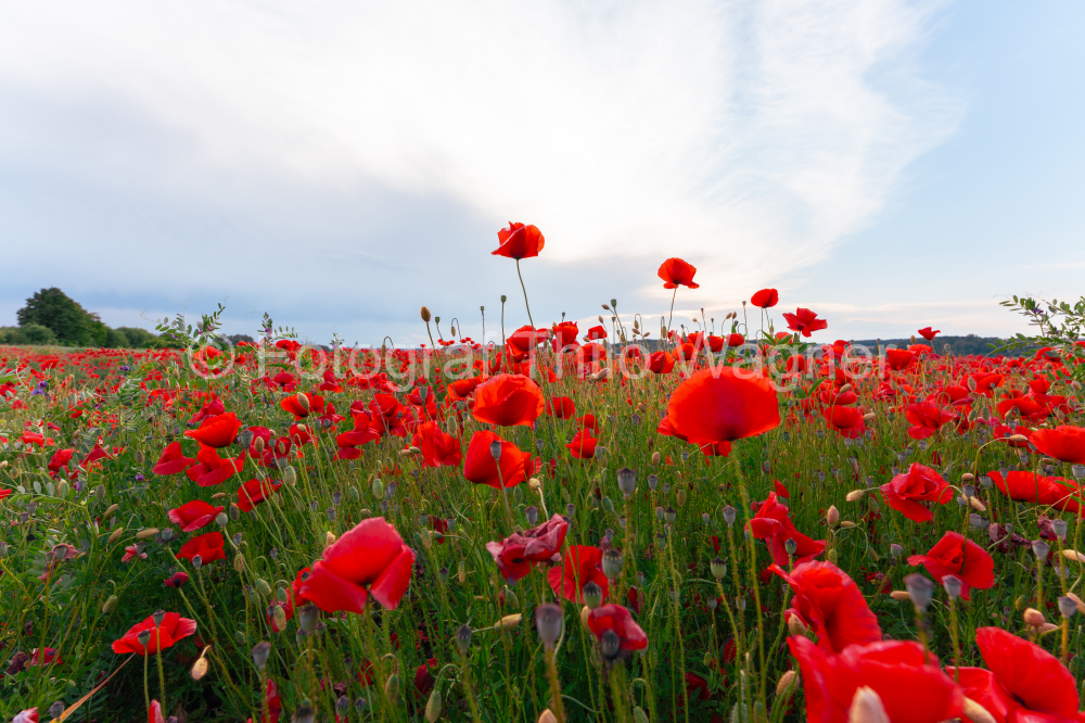 Red poppy field in Bavaria Germany. Concept for environmental and nature conservation in Europe.