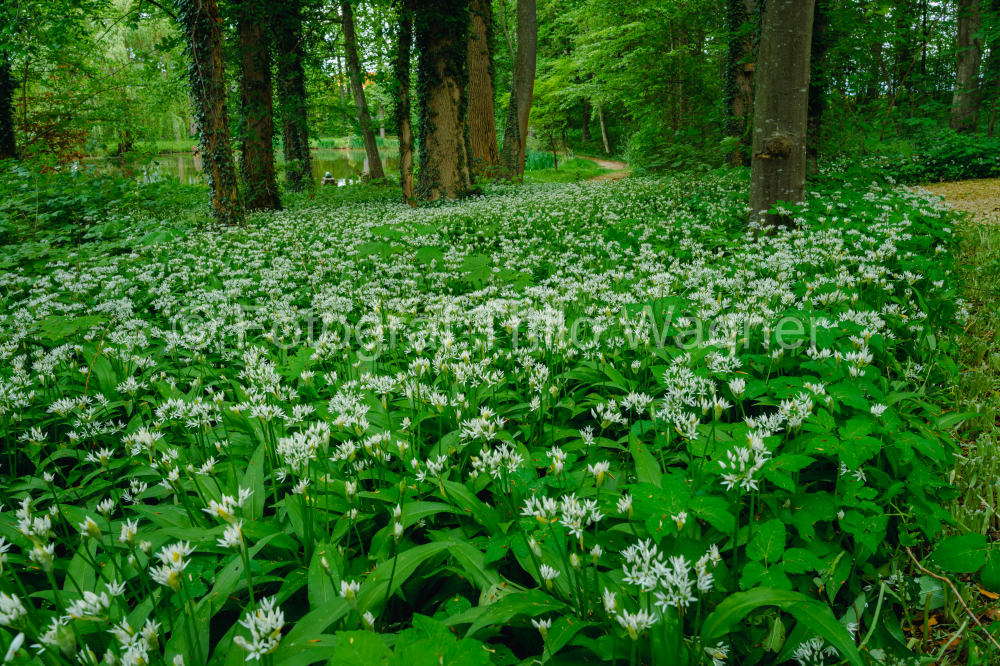 Wild garlic flowers in the forest. White flowers of wild garlic on a green meadow.