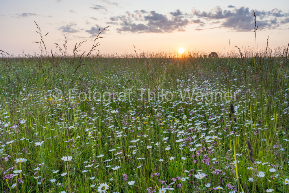 Sunset over white blooming daisies of a wildflower meadow in the nature of Bavaria Germany. Concept for the environment and nature conservation in Europe.
