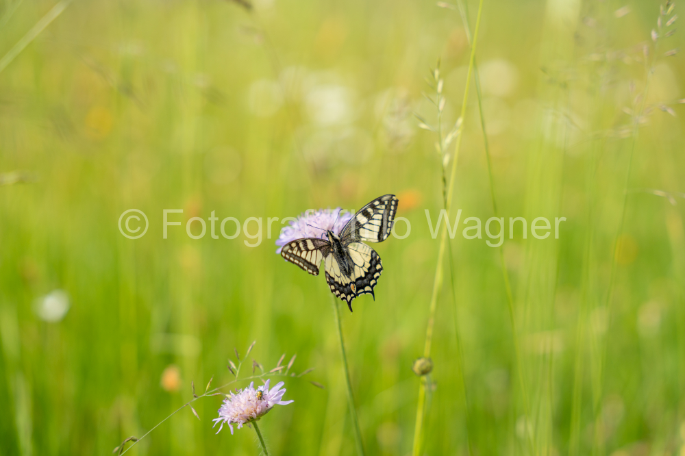 Schwalbenschwanz Schmetterling in Bayern Deutschland. Konzept für den Tier- und Naturschutz in Europa.