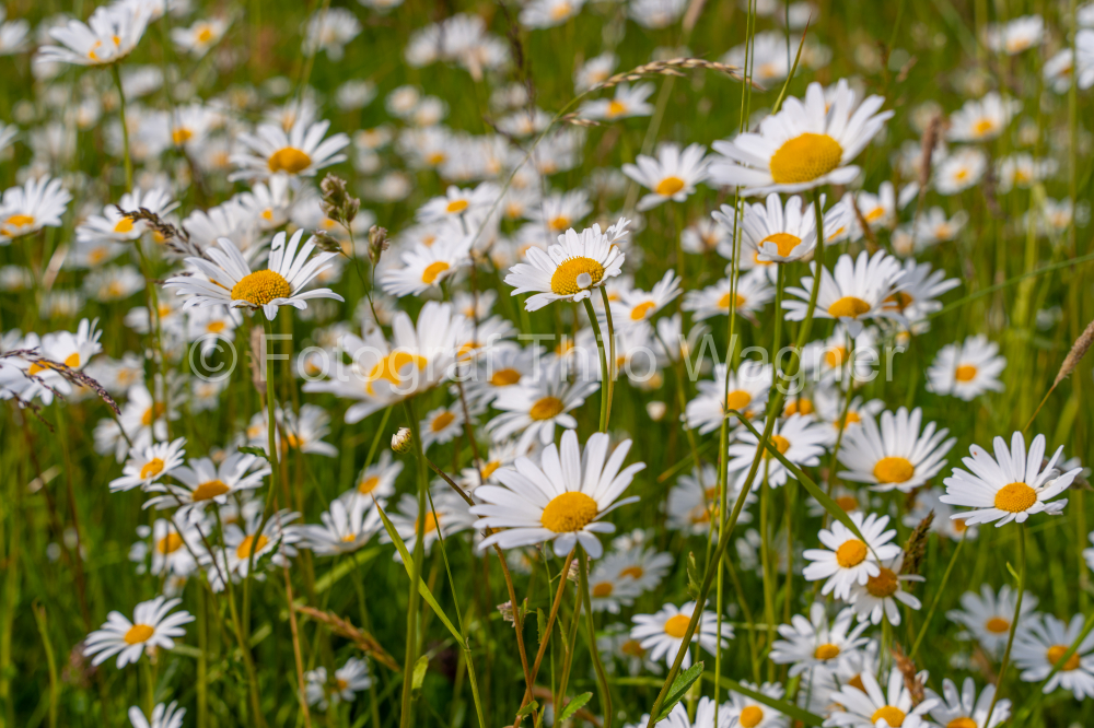 Wildflower daisy meadow in Bavaria Germany. Concept for the environment and nature conservation in Europe.