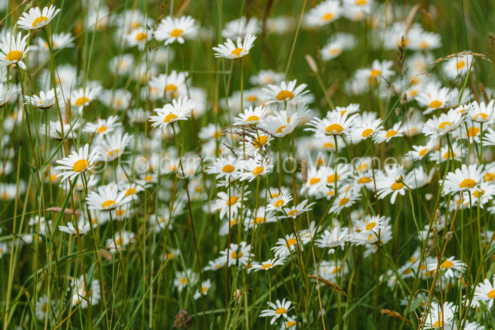 Wildflower daisy meadow in Bavaria Germany. Concept for the environment and nature conservation in Europe.