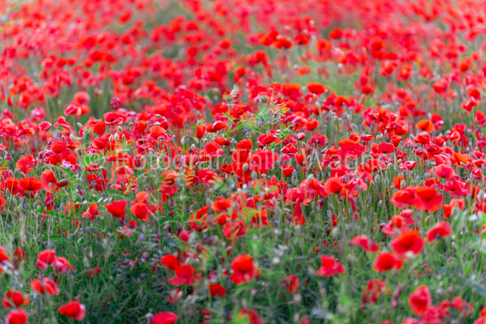 Red poppy field in Bavaria Germany. Concept for environmental and nature conservation in Europe.