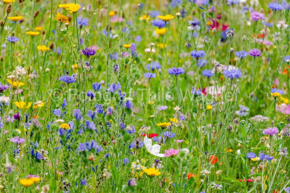 Wildflowers Wildflower meadow in the garden, herb plants and grass in Bavaria Germany. Concept for the environment and nature conservation in Europe.