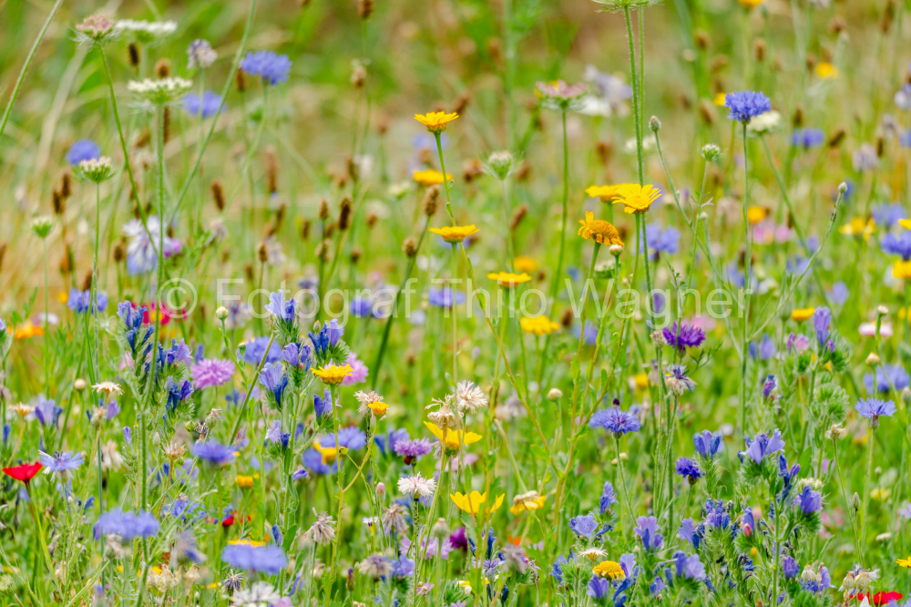 Wildflowers Wildflower meadow in the garden, herb plants and grass in Bavaria Germany. Concept for the environment and nature conservation in Europe.