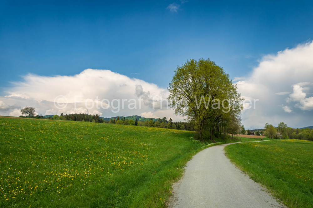 Wünderschöne Frühlingslandschaft mit blühenden Wiesen, blauem Himmel und weißen Wolken in Bayern Deutschland.