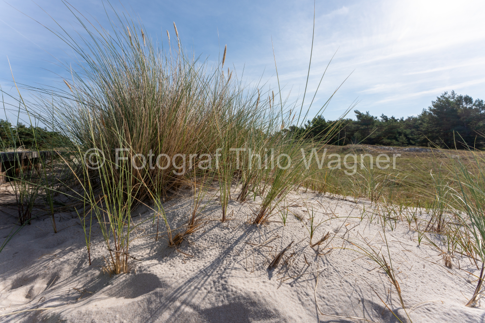 Dünen mit Strandgras am Strand der Ostsee, Halbinsel Darß. Nationalparks Vorpommersche Boddenlandschaft  Fischland Zingst Darß, Mecklenburg-Vorpommern