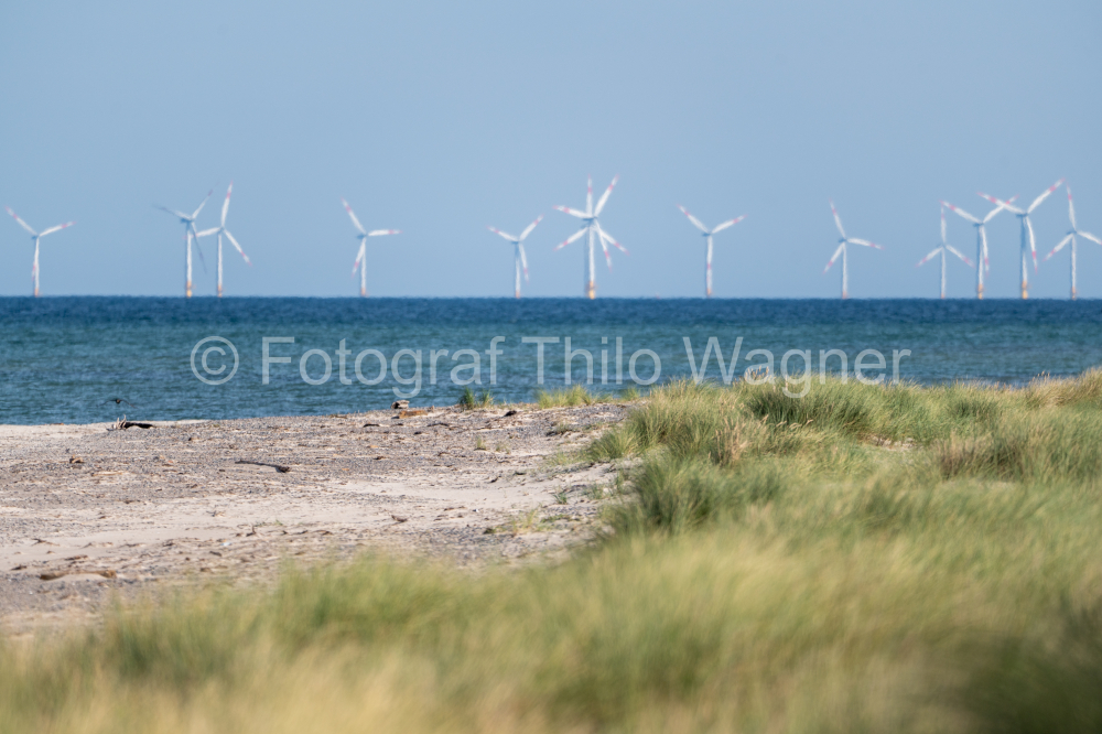 Dünen mit Strandgras am weißen Strand der Ostsee im Nationalparks Vorpommersche Boddenlandschaft  Fischland Zingst Darß, Mecklenburg-Vorpommern