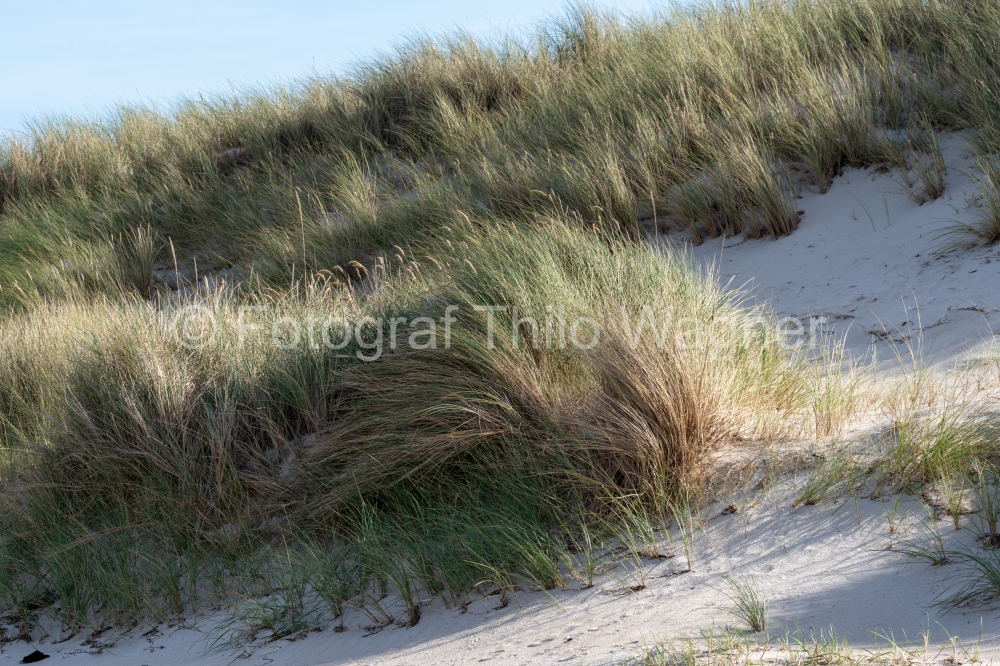 Dünen mit Strandgras am weißen Strand der Ostsee im Nationalparks Vorpommersche Boddenlandschaft im Fischland Zingst Darß, Mecklenburg-Vorpommern