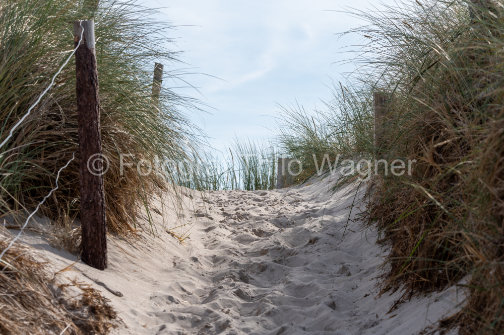 Dünen mit Strandgras am weißen Strand der Ostsee im Nationalparks Vorpommersche Boddenlandschaft