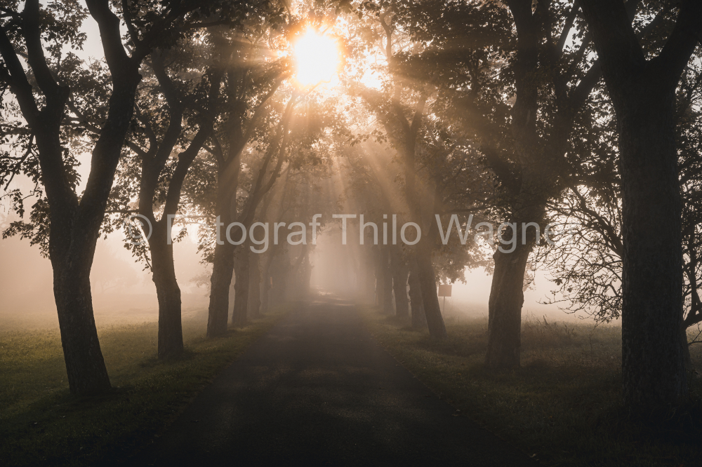 Baumallee am Morgen mit Nebel und Sonnenaufgang. Insel Rügen, Mecklenburg-Vorpommern, Deutschland