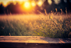 empty-old-wooden-table-with-wild-grass-in-the-forest-at-sunset-macro-image-shallow-depth-of-field-bokeh-background-2