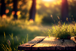 empty-old-wooden-table-with-wild-grass-in-the-forest-at-sunset-macro-image-shallow-depth-of-field-bokeh-background-3