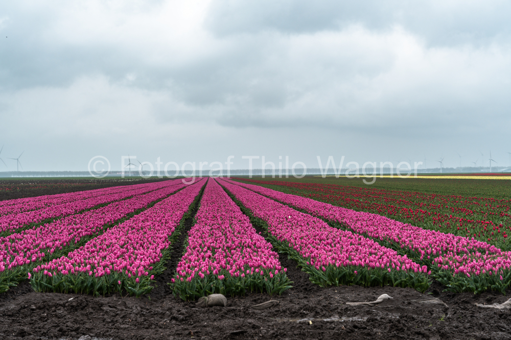 Tulip fields in The Netherlands, colorful tulip fields in Flevoland Noordoostpolder Holland, Dutch Spring views in the Netherlands, colorful tulip flowers in Spring on a sunny day