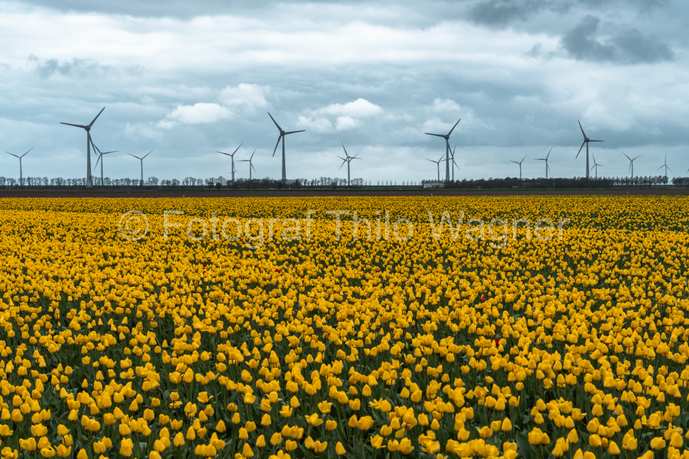 Tulip fields with wind turbines under cloudy sky in the Netherlands
