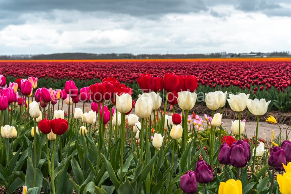 Colorful tulips blooming in a field in Holland, Netherlands