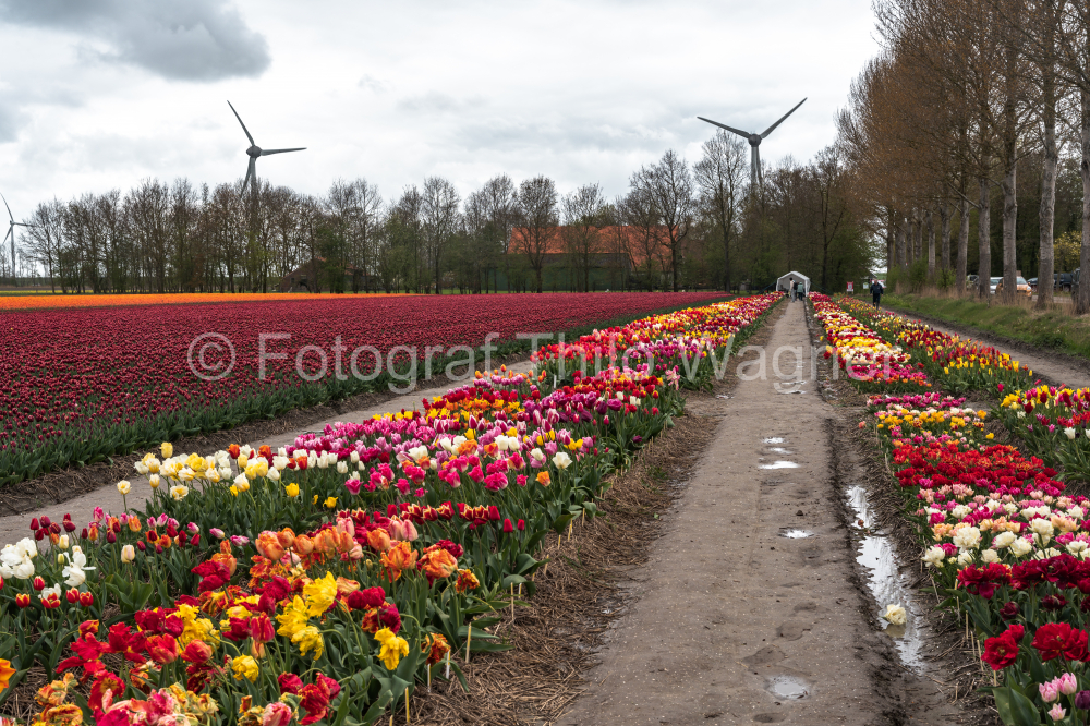 Colorful tulip flowers blooming in an agricultural field in spring in Flevoland, Netherlands