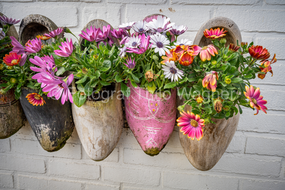Old traditional wooden shoes with blooming flowers in spring in Marken, Netherlands