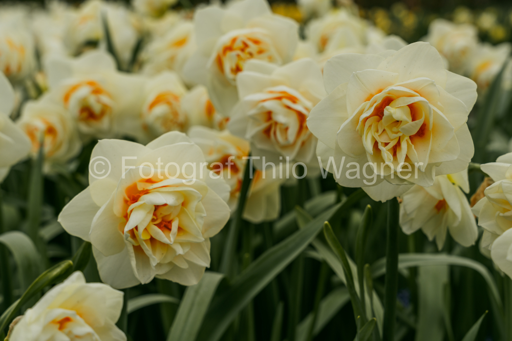 Narcissus, Daffodil, Narcissus pseudonarcissus. Keukenhof gardens in Lisse, Holland in spring