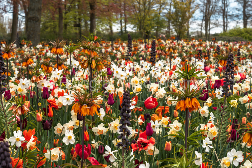 Different colored groups of tulips and flowers as well as trees with green leaves in the Keukenhof garden in Lisse, Holland in spring